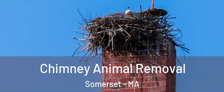  Chimney Animal Removal Somerset - MA