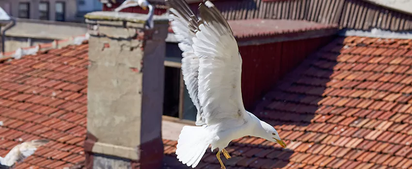 Residential Chimney Animal Removal Solution in Somerset, MA