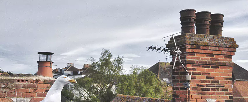 Chimney Cleaning And Restoration in Somerset, Massachusetts